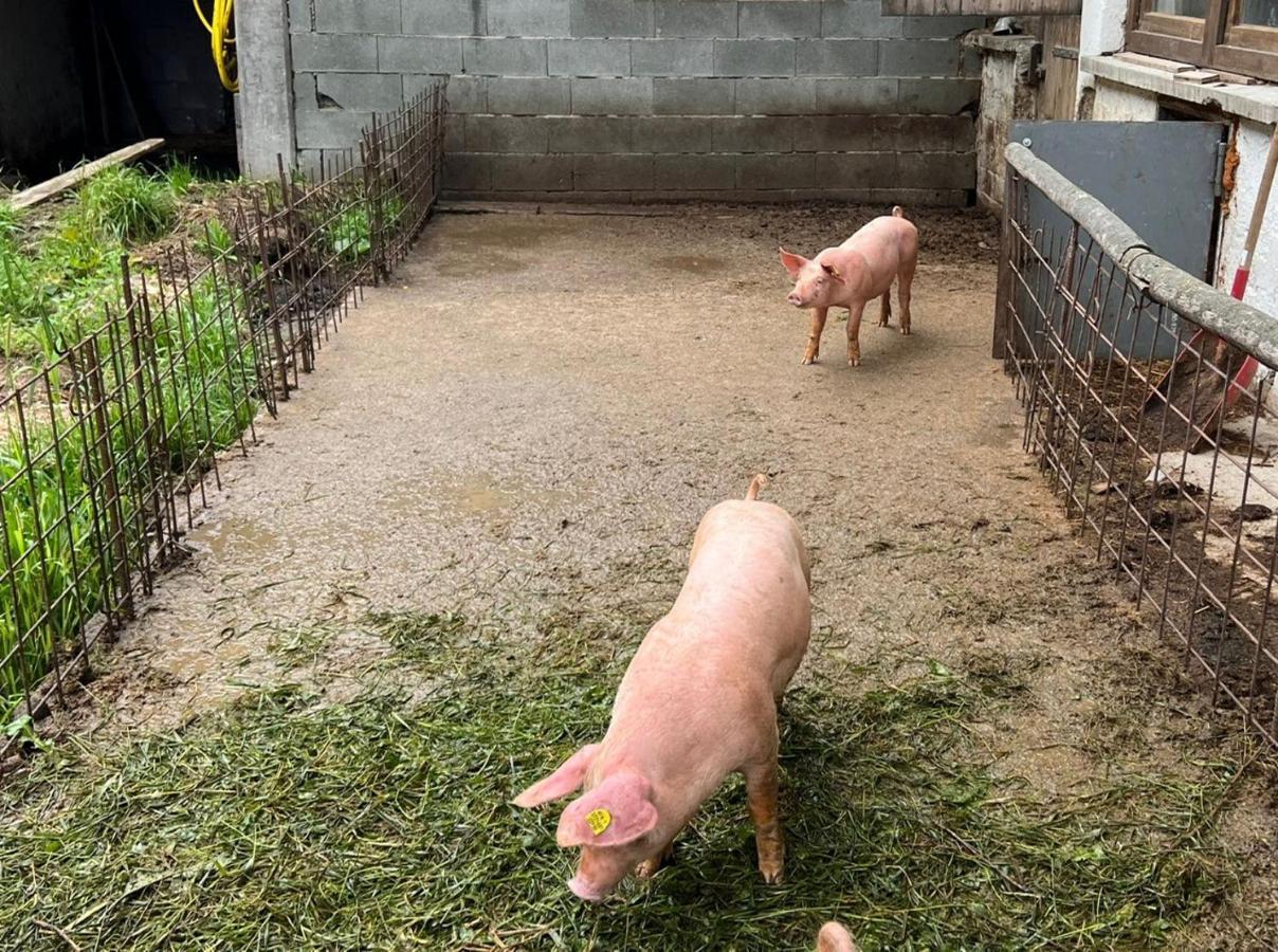 Ferienwohnungen Rahm Mayrhofen Bagian luar foto